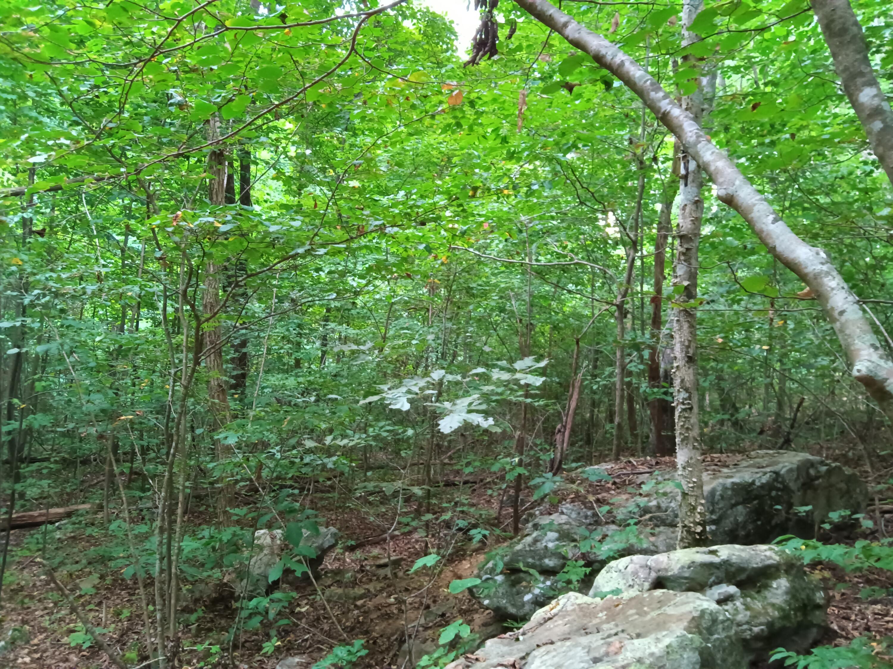 98 Porch Rock Road Pikeville, TN 37367 - Photo 25 of 42 IMG_20240814_172916