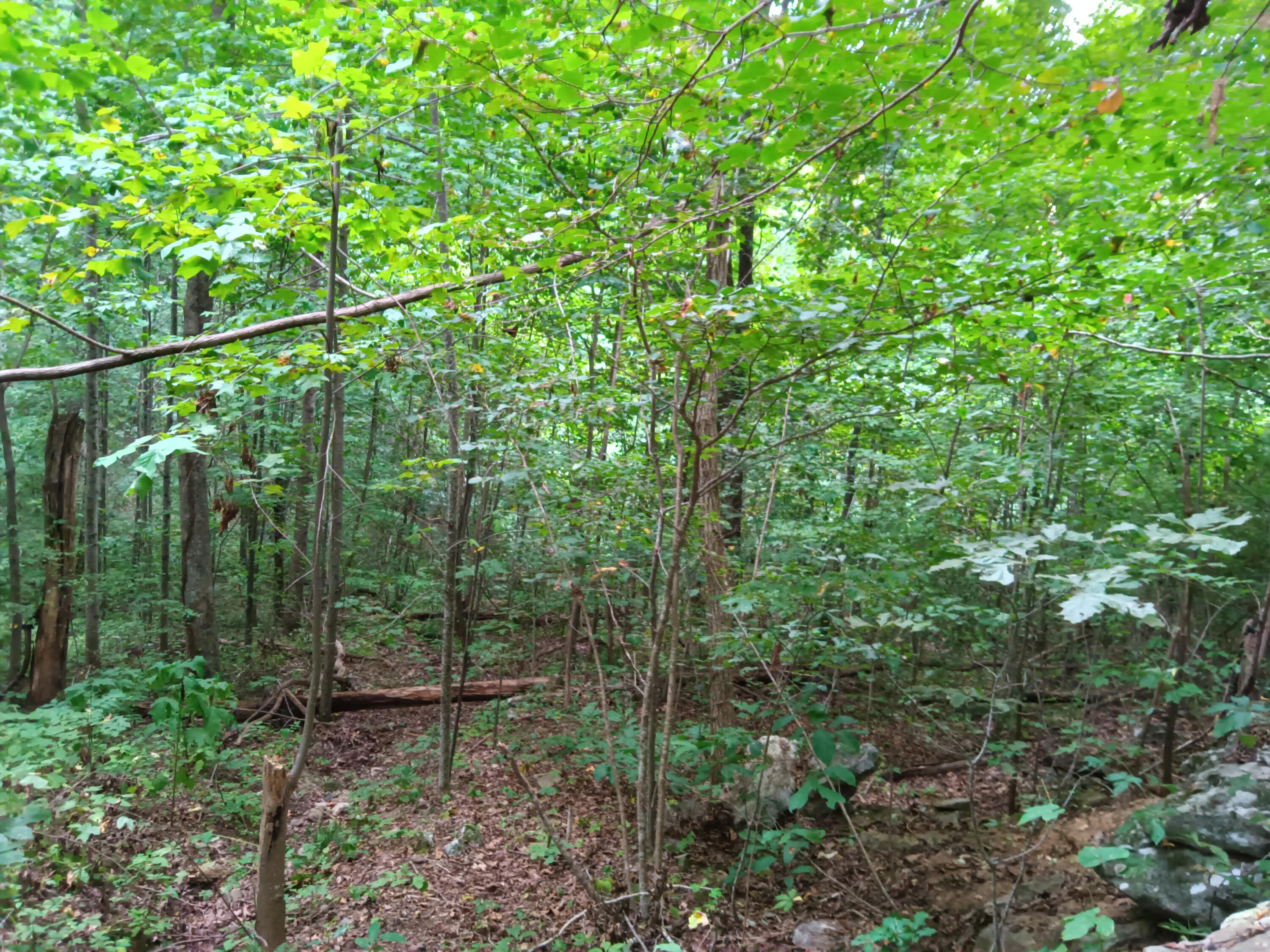 98 Porch Rock Road Pikeville, TN 37367 - Photo 26 of 42 IMG_20240814_172919