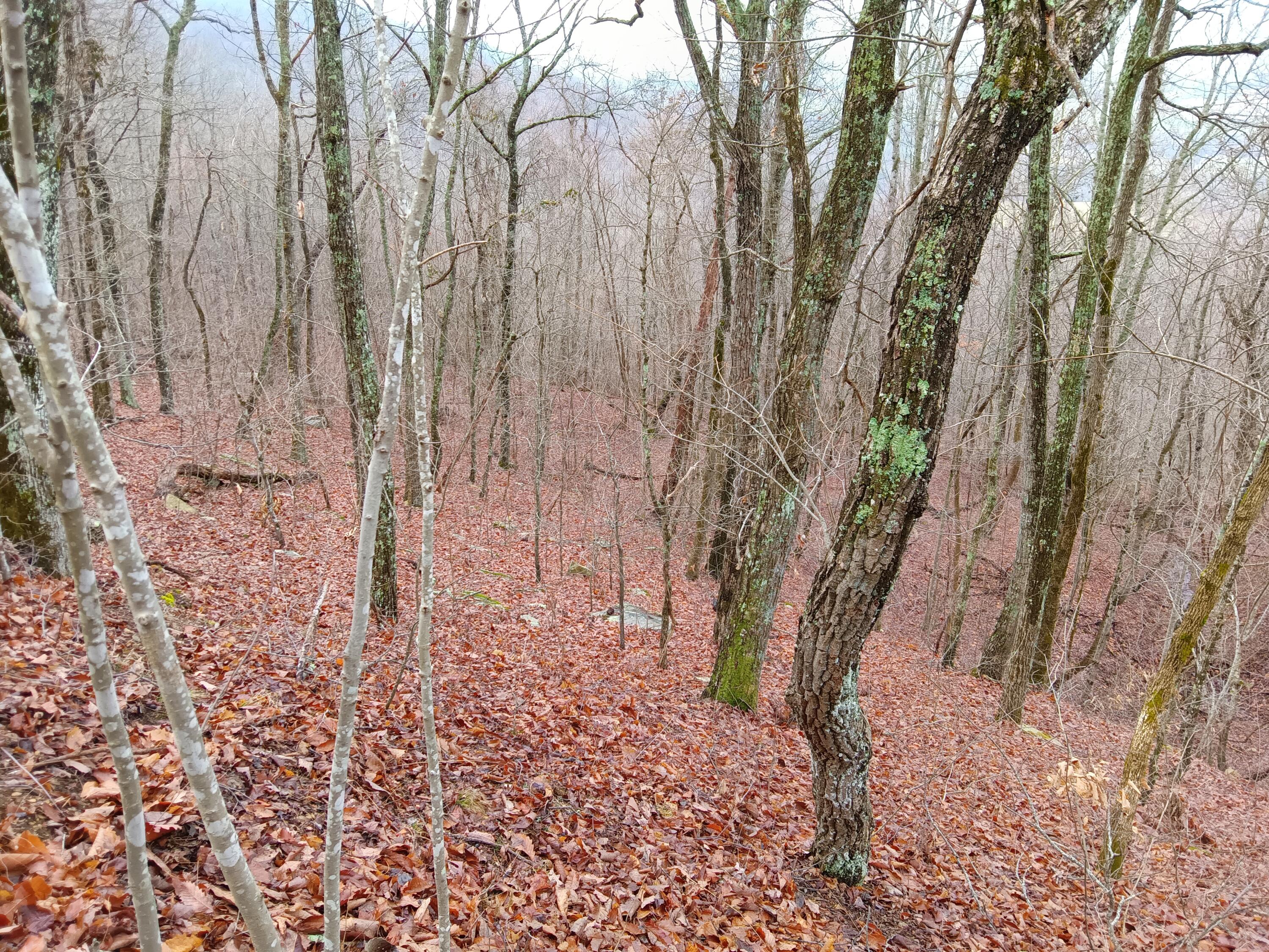 98 Porch Rock Road Pikeville, TN 37367 - Photo 29 of 42 IMG_20250210_085207