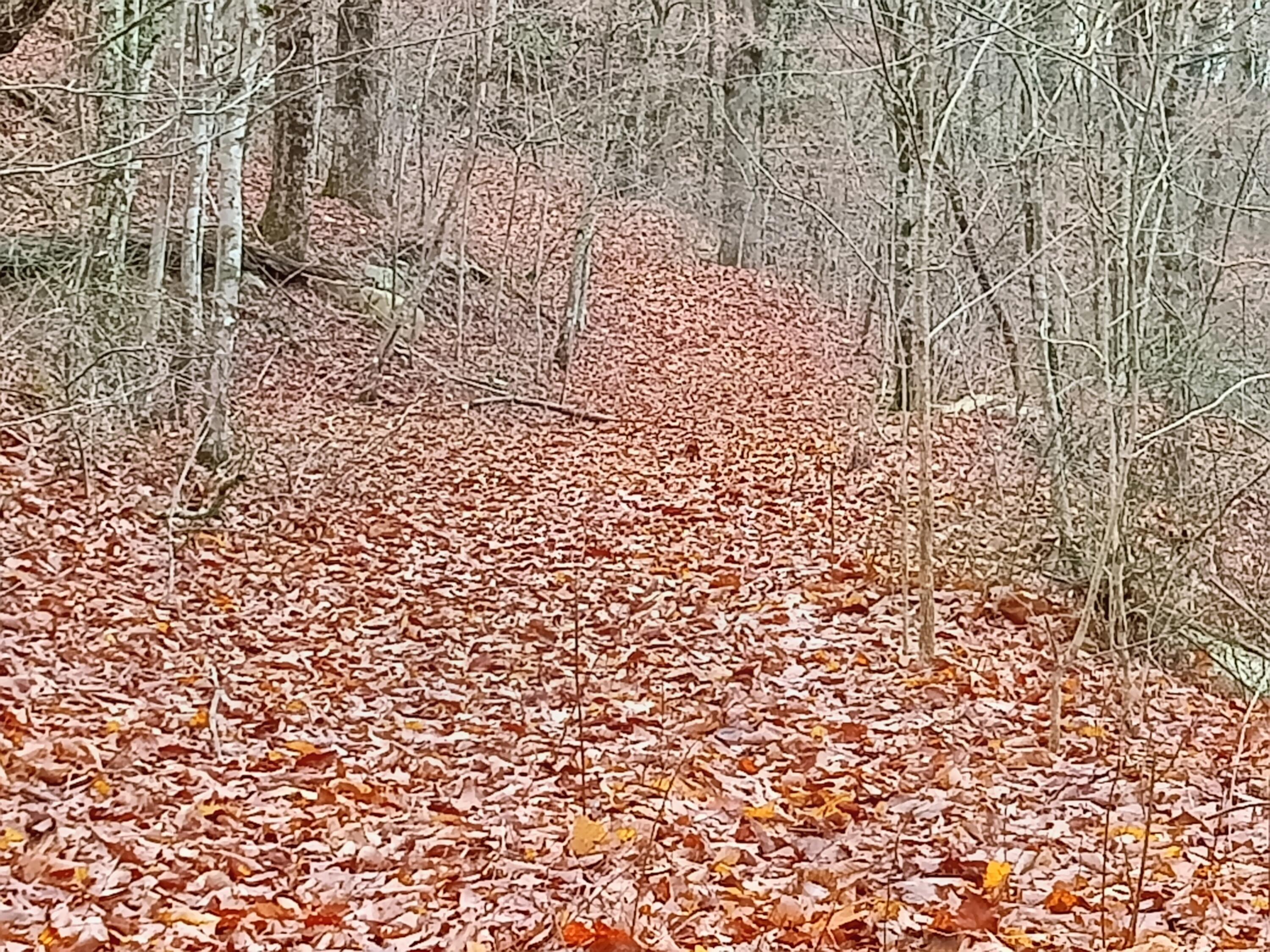 98 Porch Rock Road Pikeville, TN 37367 - Photo 31 of 42 IMG_20250210_085250