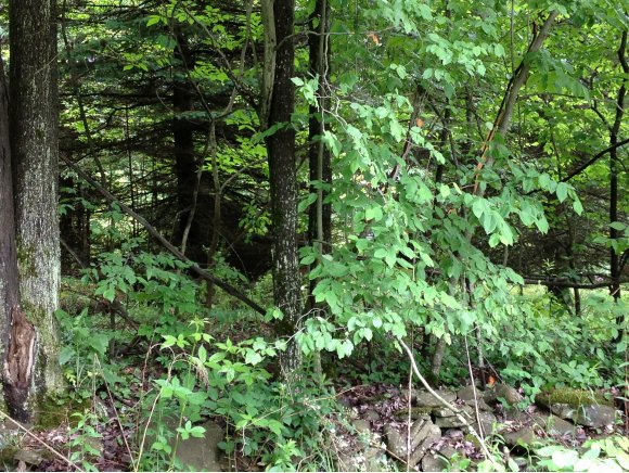137 Temple Road German, NY 13801 - Photo 2 of 3 Gallery Image 2