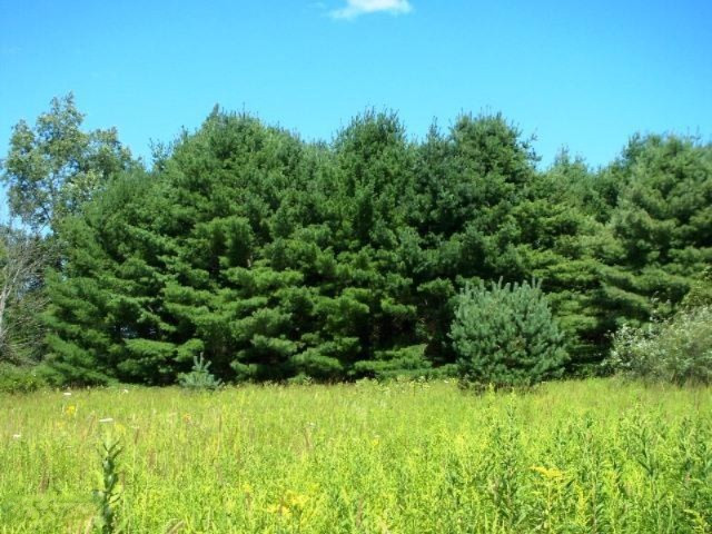 5412 20 Mile Road Barryton, MI 49305 - Photo 18 of 20 Trees