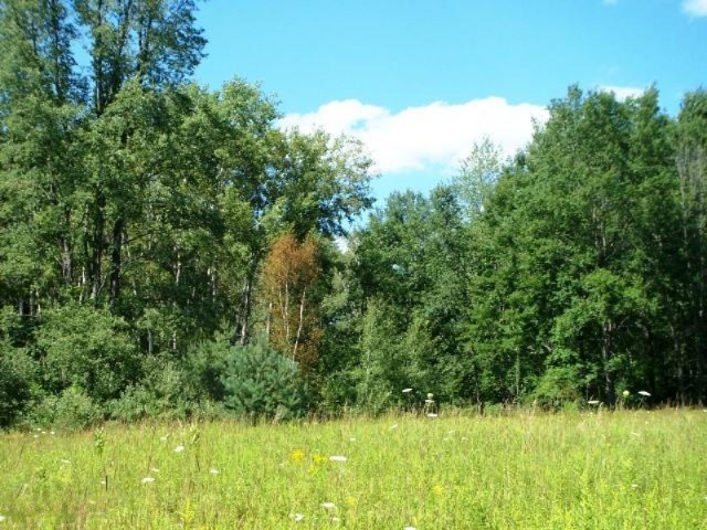 5412 20 Mile Road Barryton, MI 49305 - Photo 19 of 20 Woods.1