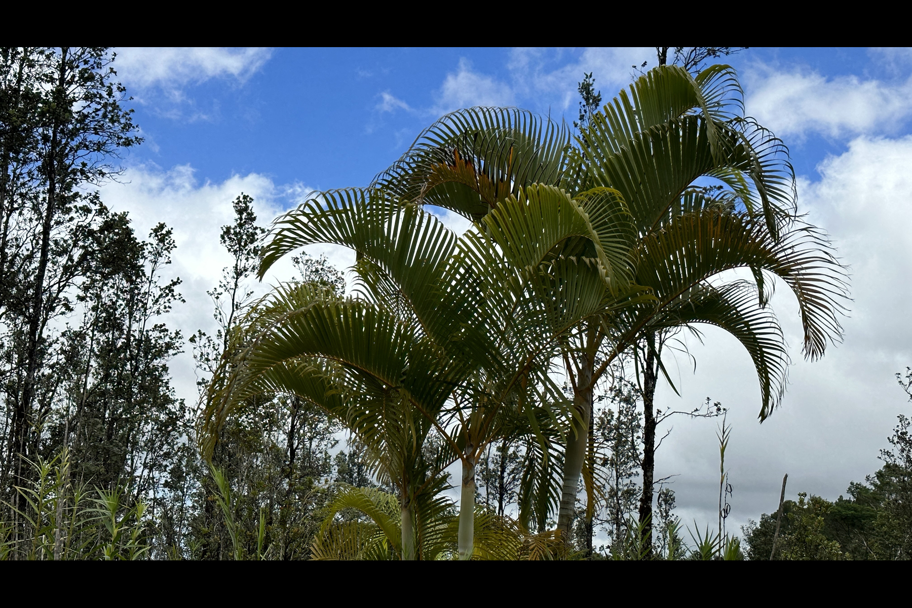 2444 Uhini Ana Road Mountain View, HI 96771 - Photo 24 of 27 a view of a plant