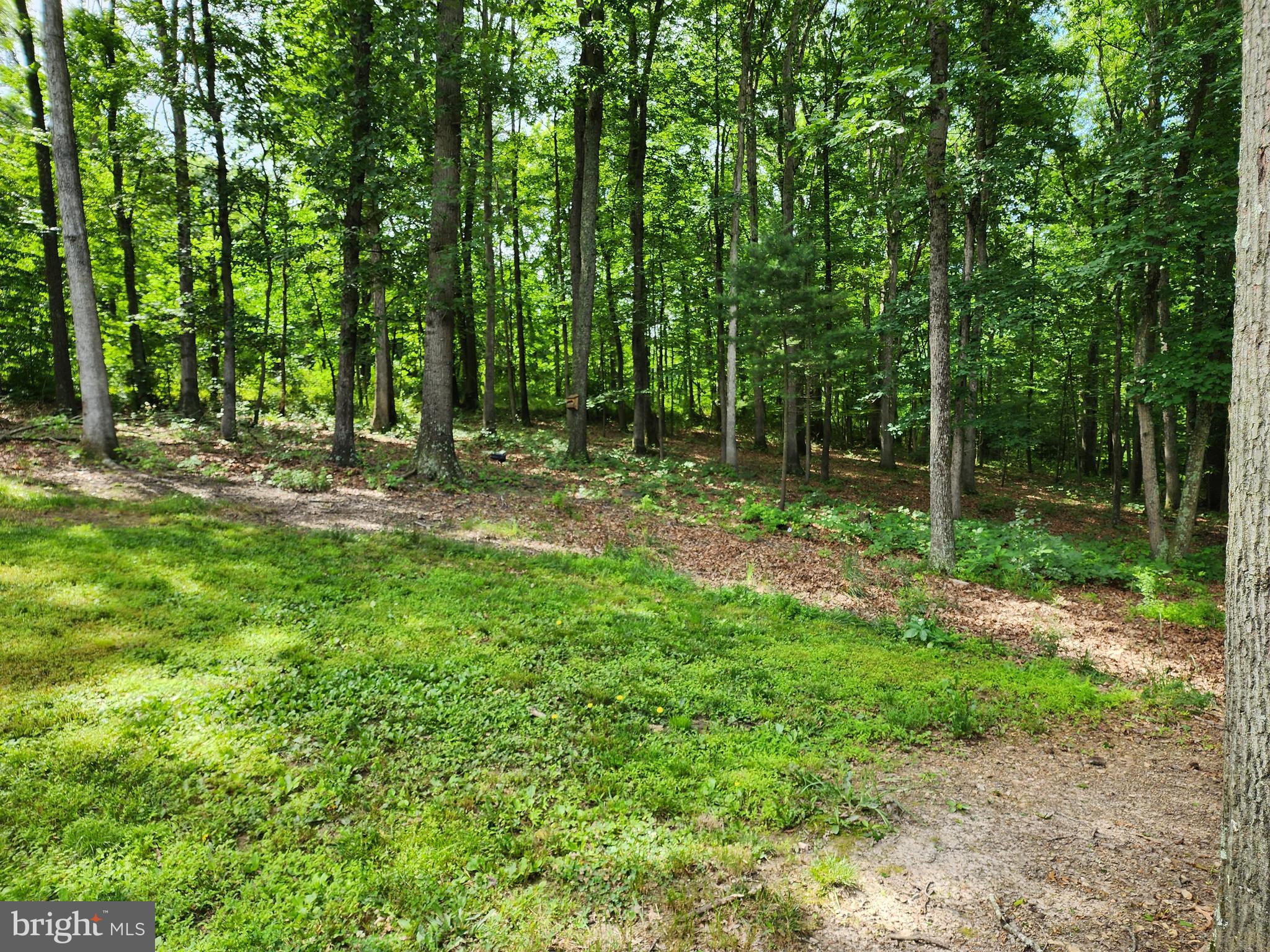 598 County Rte 1/1 Berkeley Springs, WV 25411 - Photo 23 of 25 Yard/Woods