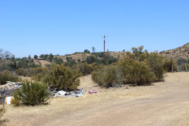 a view of a park with large trees