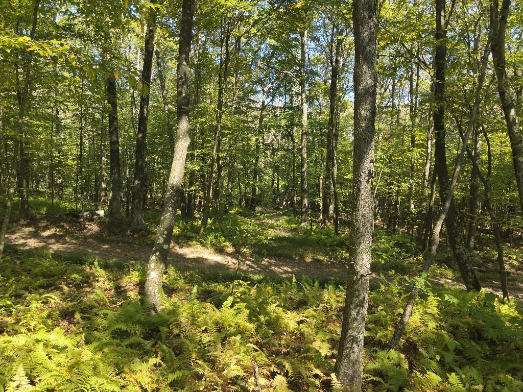 0 Forest Road Boswell, PA 15531 - Photo 4 of 17 Gallery Image 4