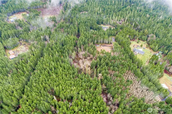 a close up of a plant in a garden