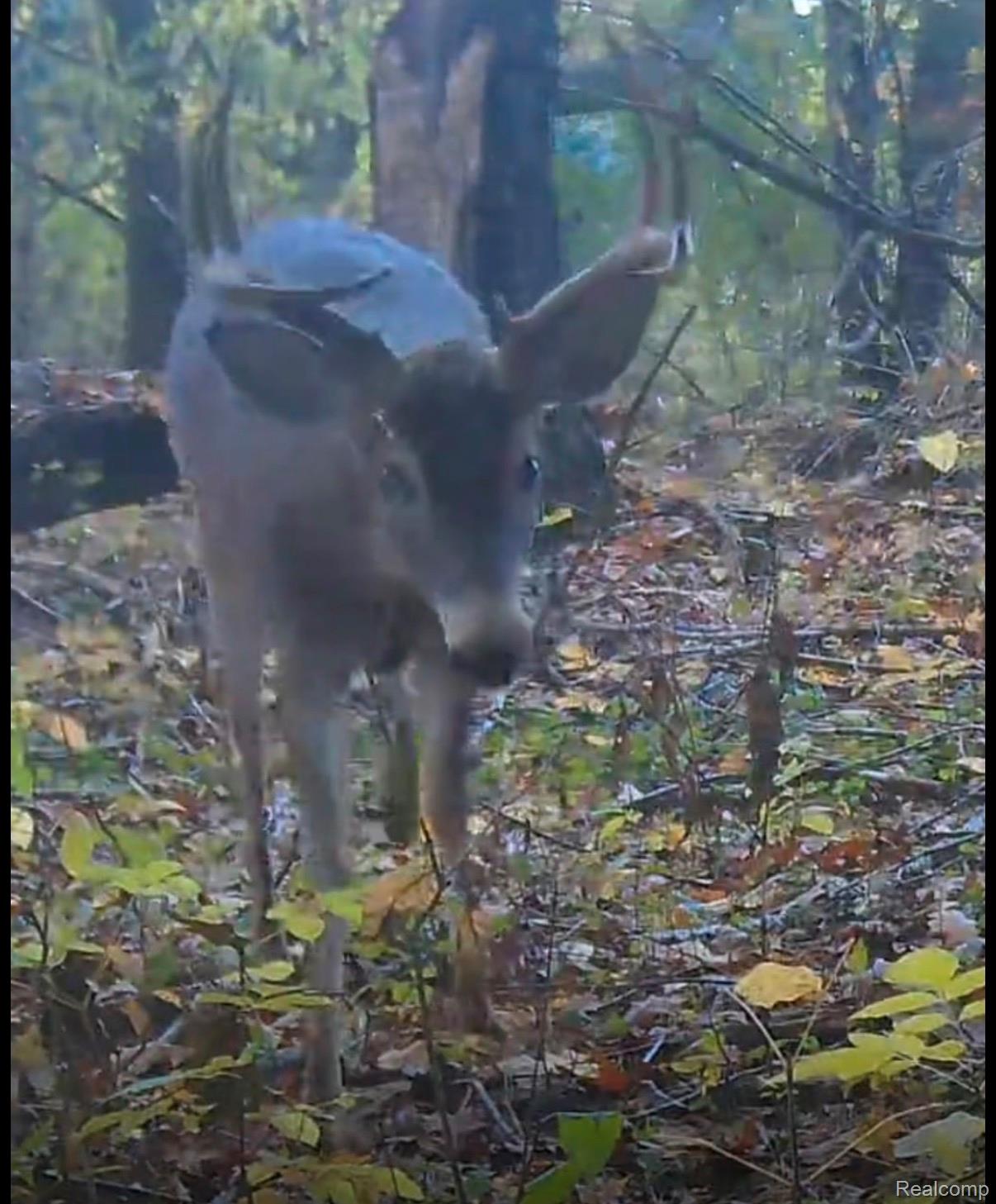 3241 East Frances Road Clio, MI 48420 - Photo 31 of 32 Deer on property
