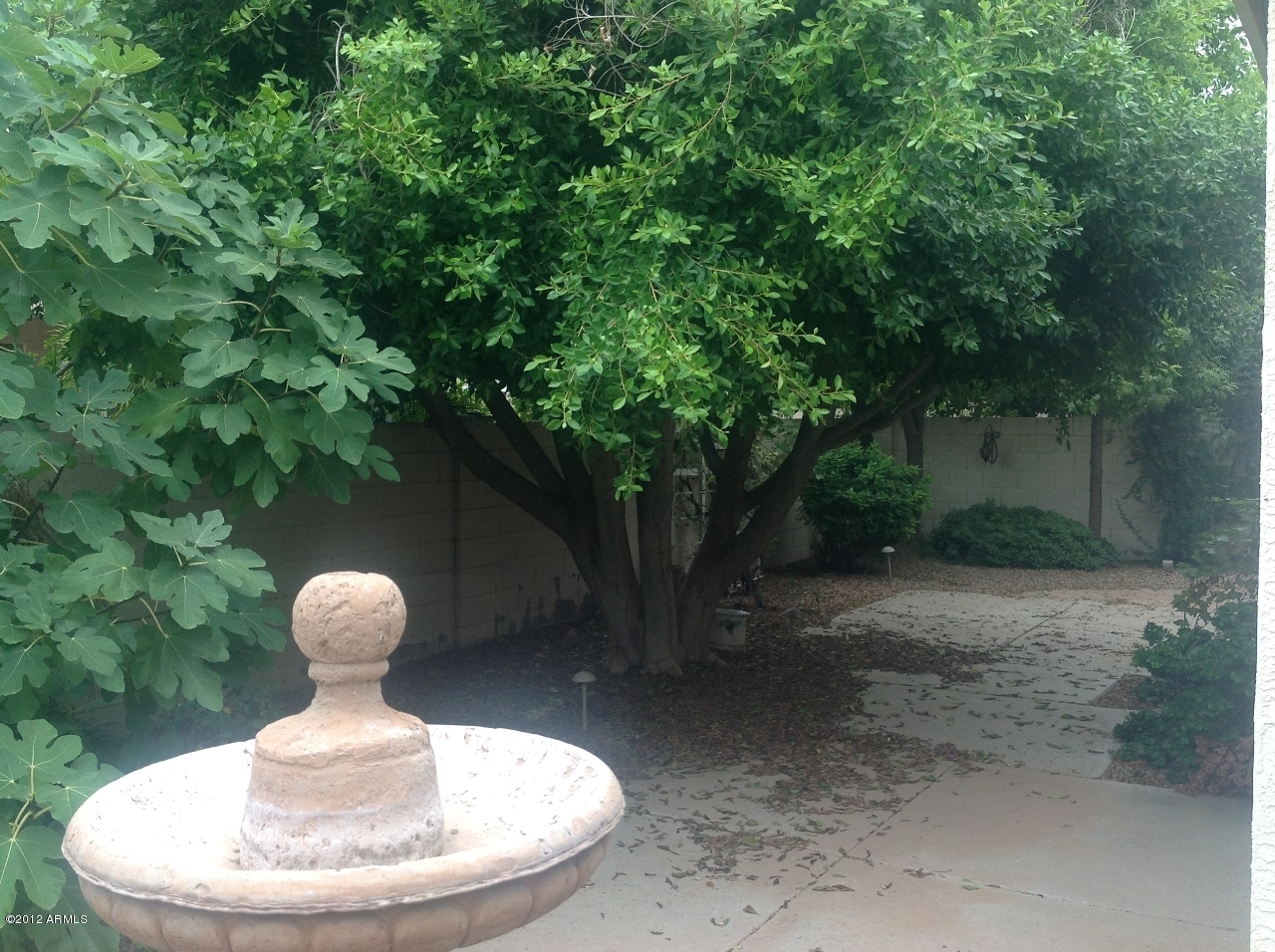 143 West El Freda Road Tempe, AZ 85284 - Photo 24 of 24 Backyard