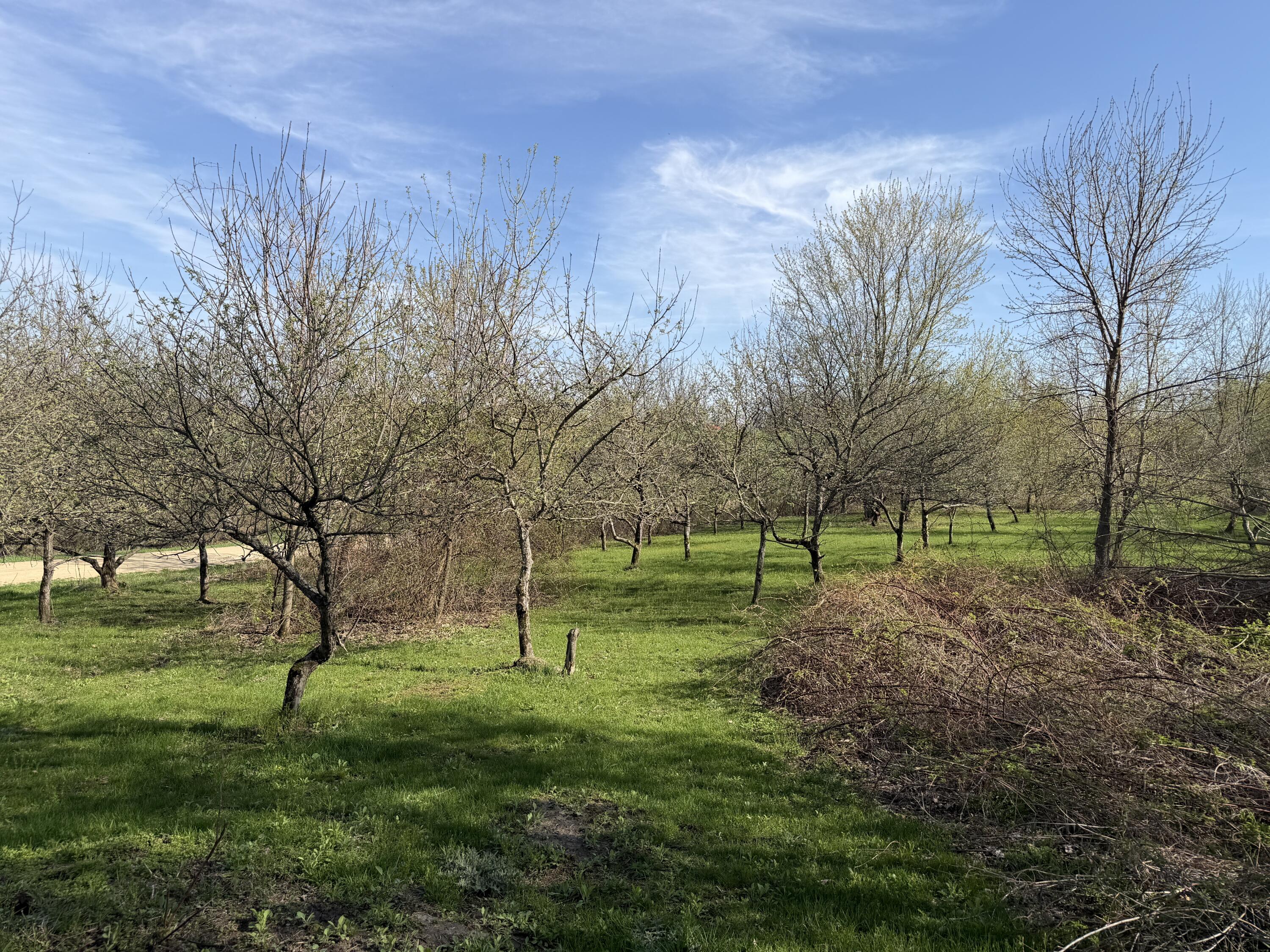 16955 North Frank Road Clayton, WI 54631 - Photo 25 of 37 Many Many Apple Trees