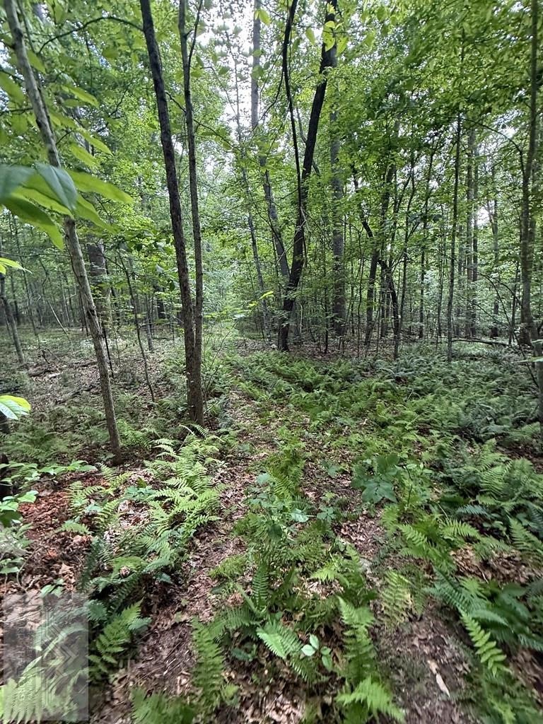 0 Fritz Run Road Ballard, WV 24918 - Photo 11 of 13 Gallery Image 11