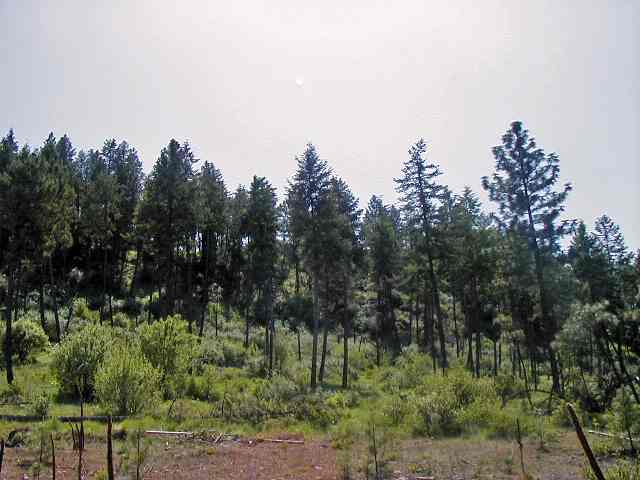 15425 North Mclaughlin Rd Ford Ford, WA 99013 - Photo 8 of 9 Gallery Image 8
