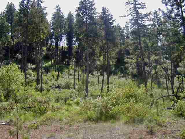 15425 North Mclaughlin Rd Ford Ford, WA 99013 - Photo 9 of 9 Gallery Image 9