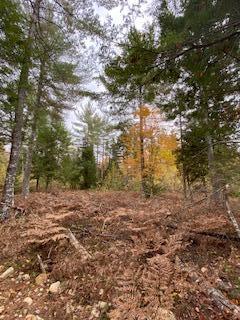 Lot 17 L15-3 Coburn Road Carthage, ME 04224 - Photo 8 of 16 IMG_3515
