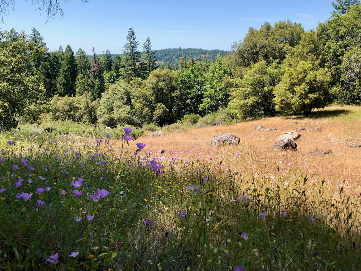 24835 Shake Ridge Road Volcano, CA 95689 - Photo 6 of 79