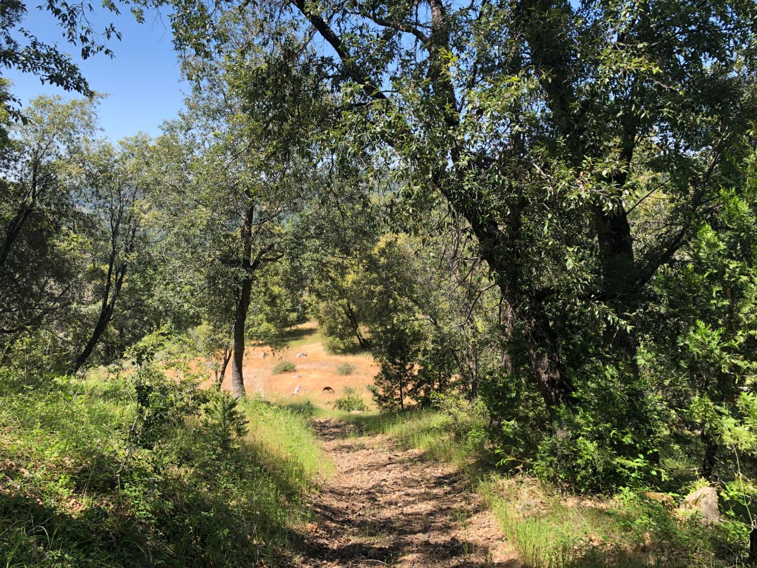 24835 Shake Ridge Road Volcano, CA 95689 - Photo 74 of 79 a view of a tree in a yard