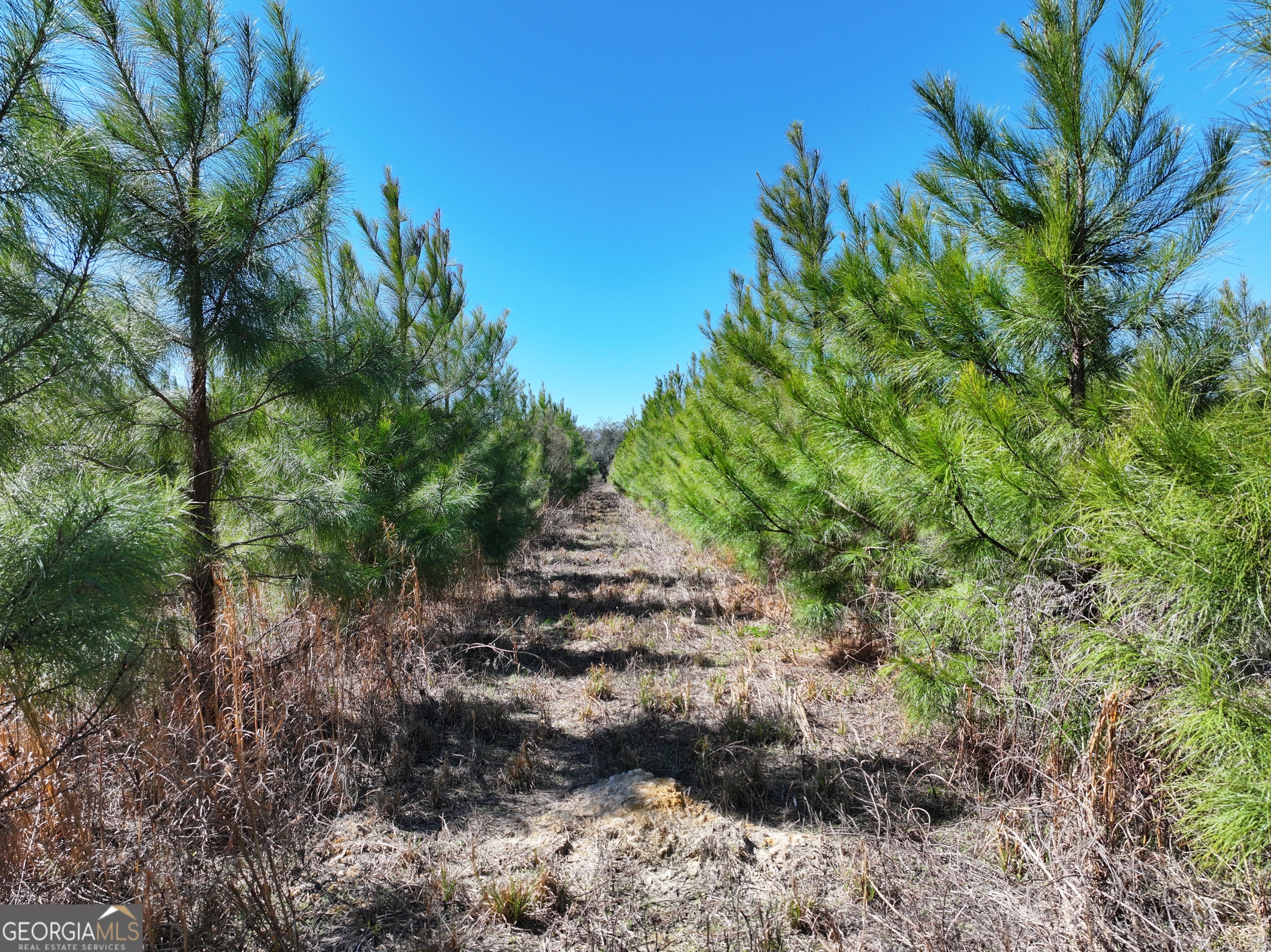 2430 Big Oak Road Damascus, GA 39841 - Photo 15 of 84