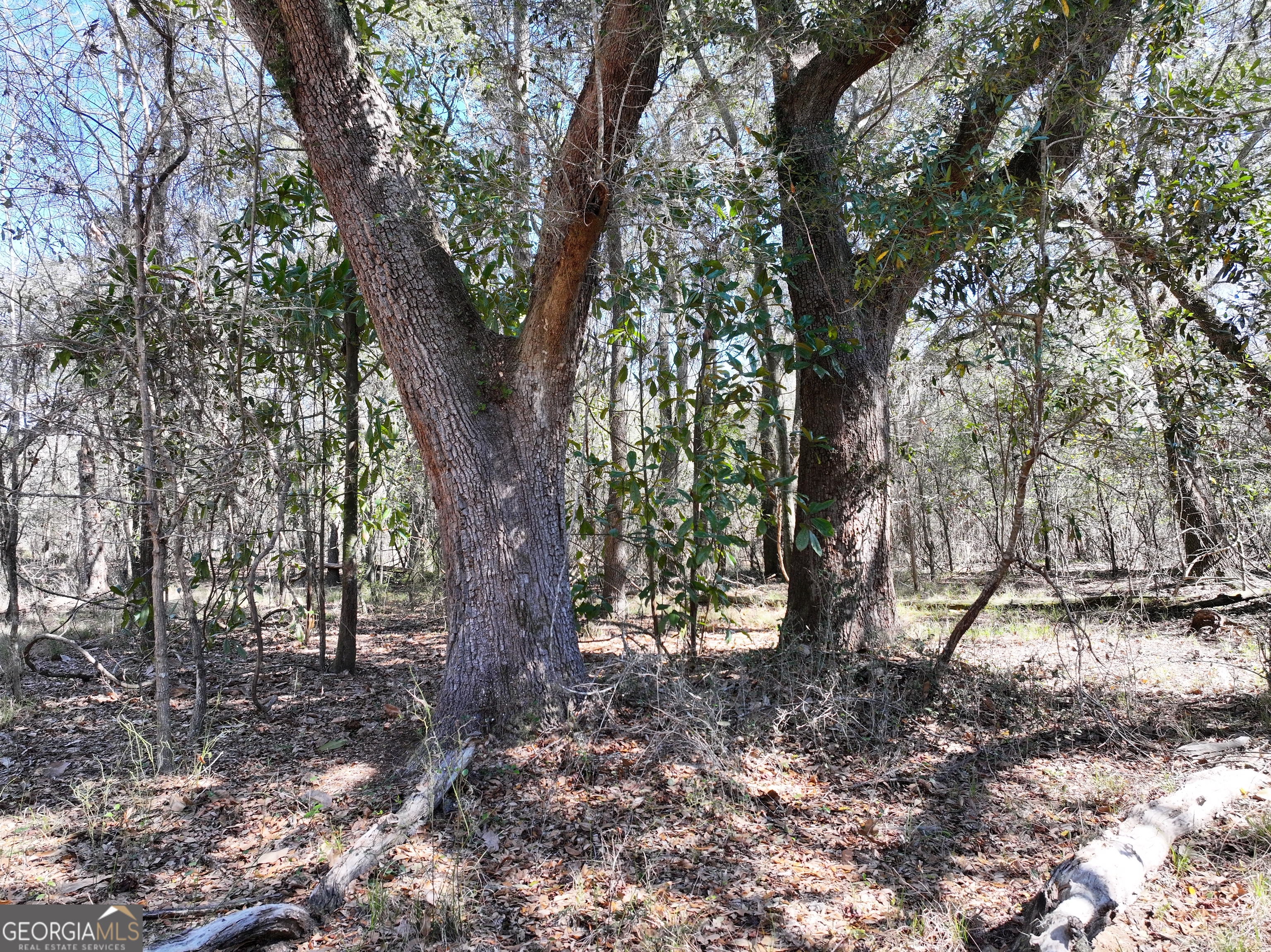 2430 Big Oak Road Damascus, GA 39841 - Photo 17 of 84