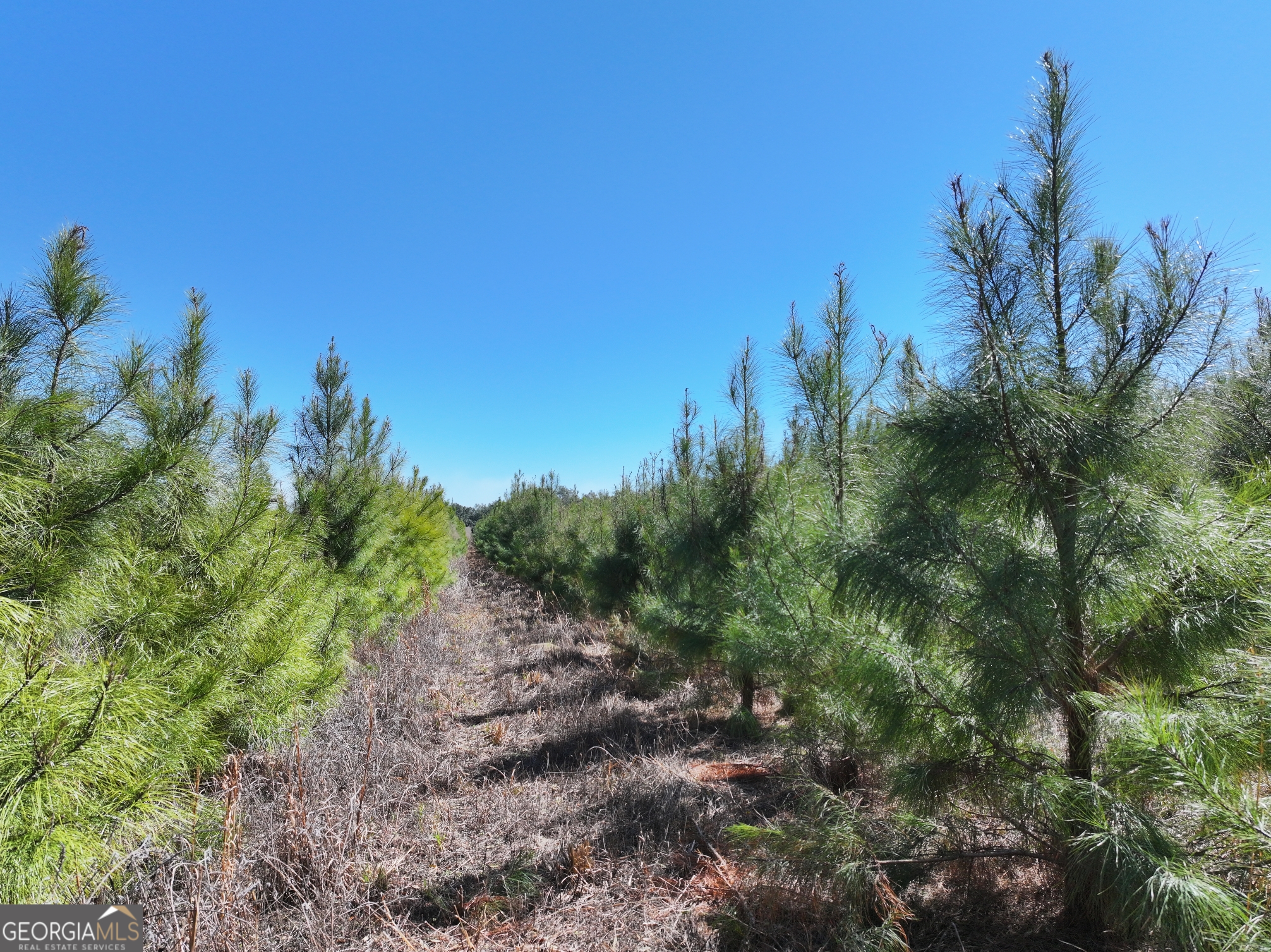 2430 Big Oak Road Damascus, GA 39841 - Photo 19 of 84