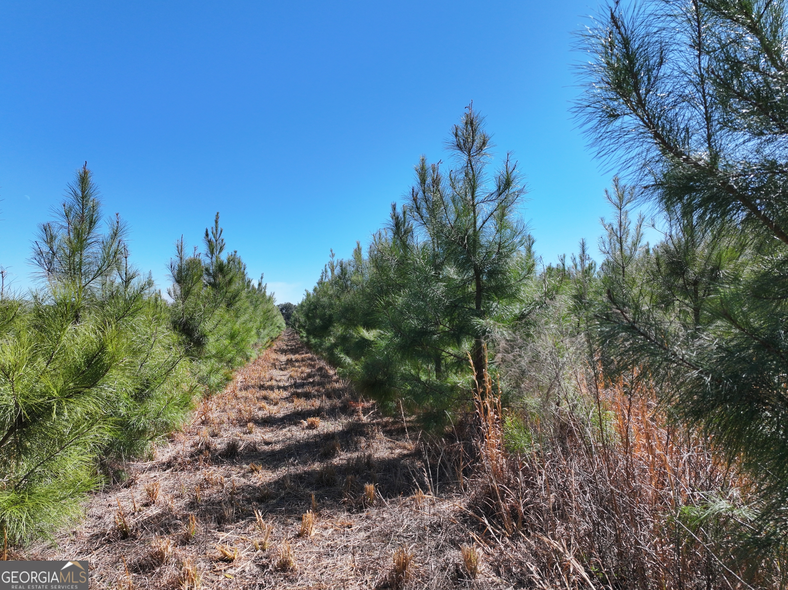 2430 Big Oak Road Damascus, GA 39841 - Photo 23 of 84