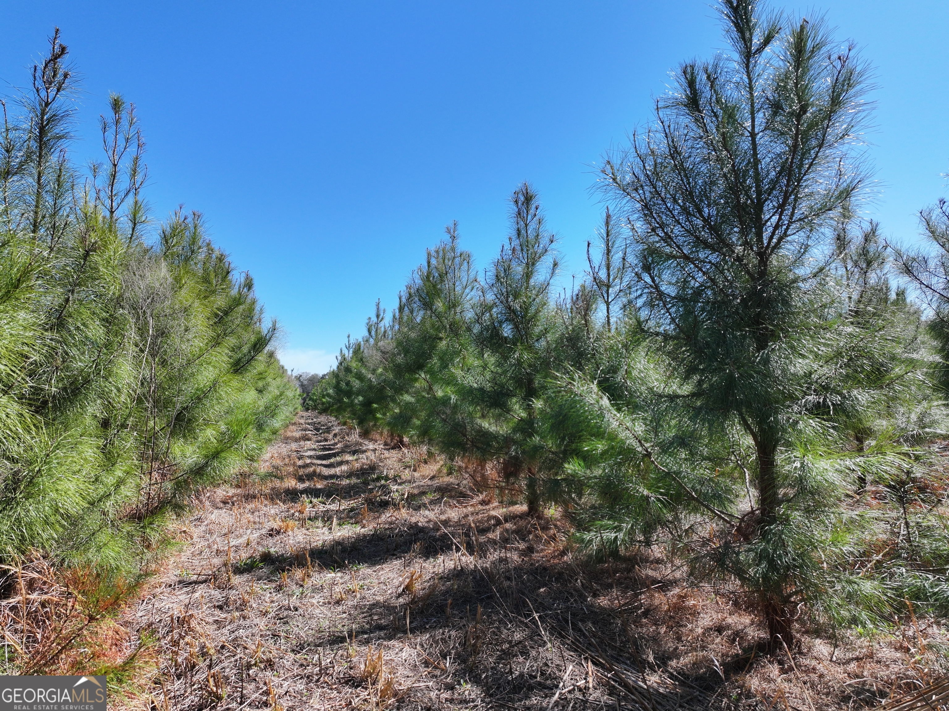 2430 Big Oak Road Damascus, GA 39841 - Photo 28 of 84