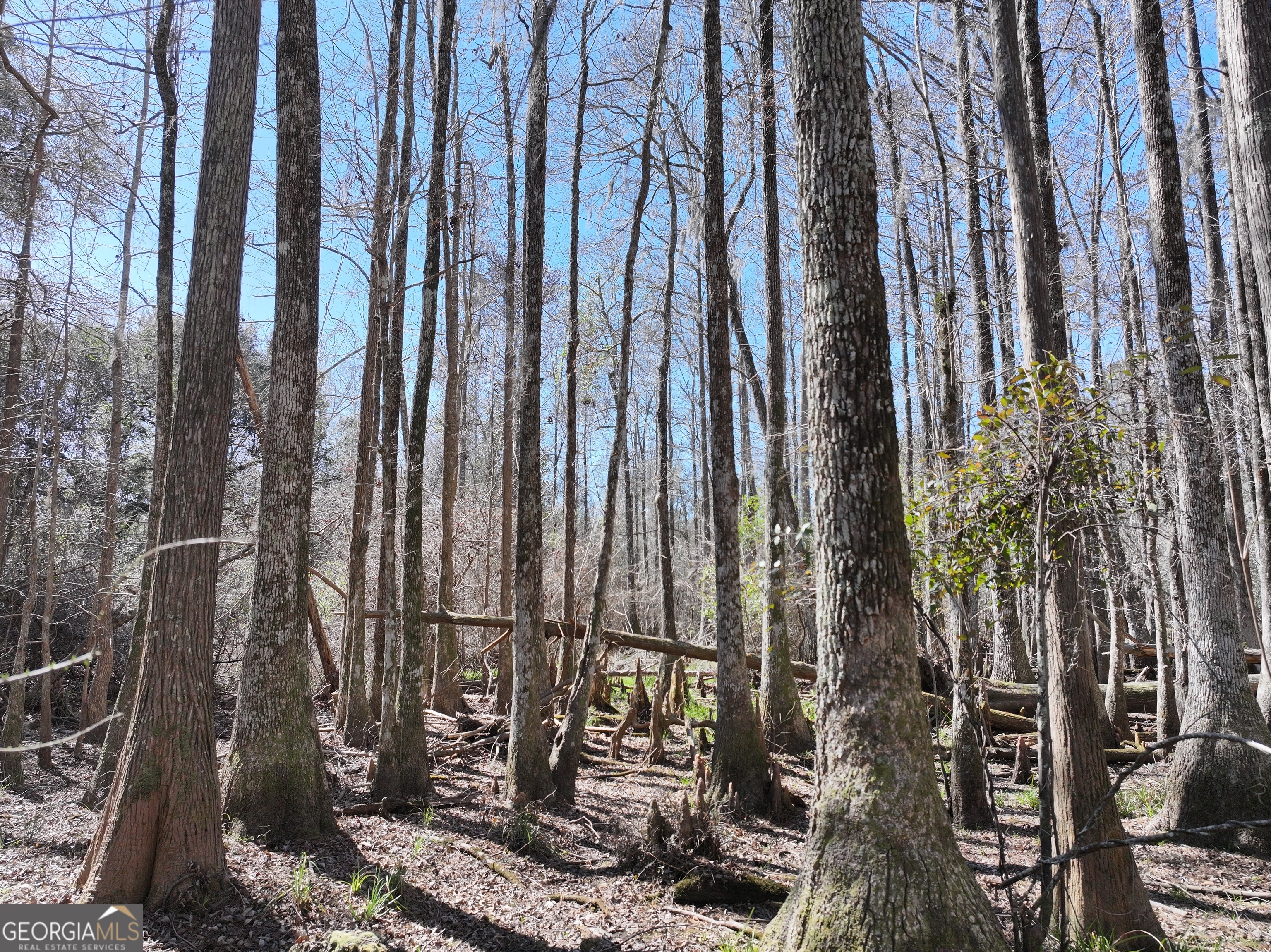 2430 Big Oak Road Damascus, GA 39841 - Photo 4 of 84