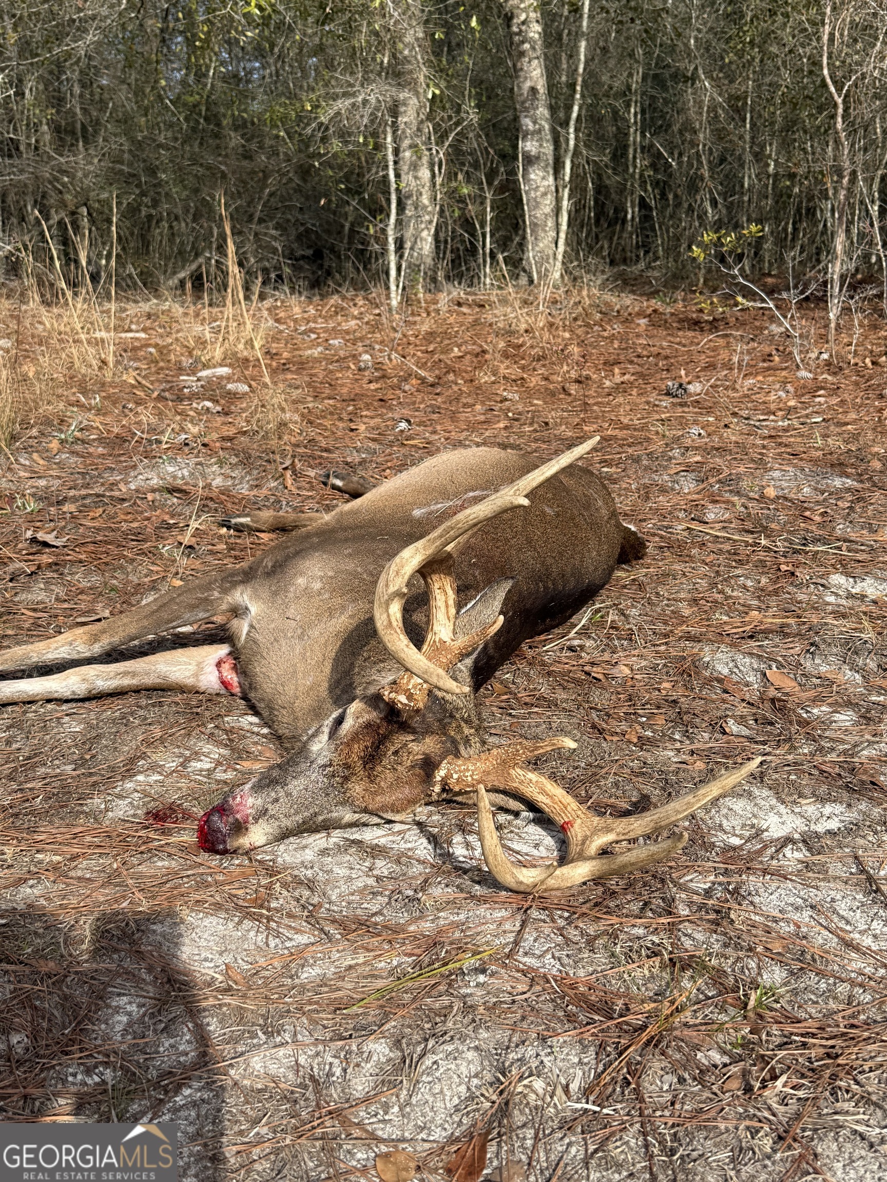 2430 Big Oak Road Damascus, GA 39841 - Photo 81 of 84