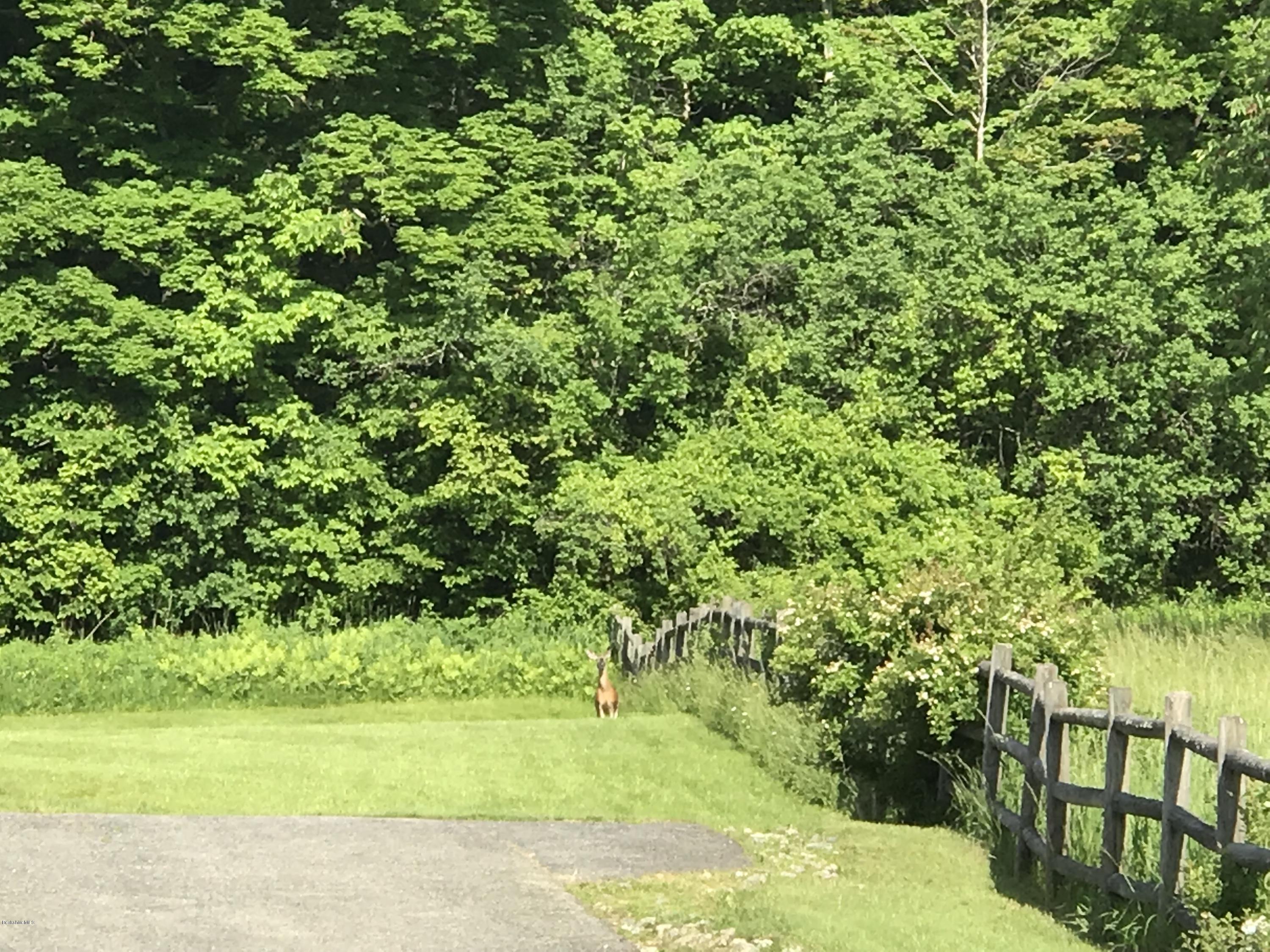 465 Stratton Road Williamstown, MA 01267 - Photo 64 of 66 Hello little doe