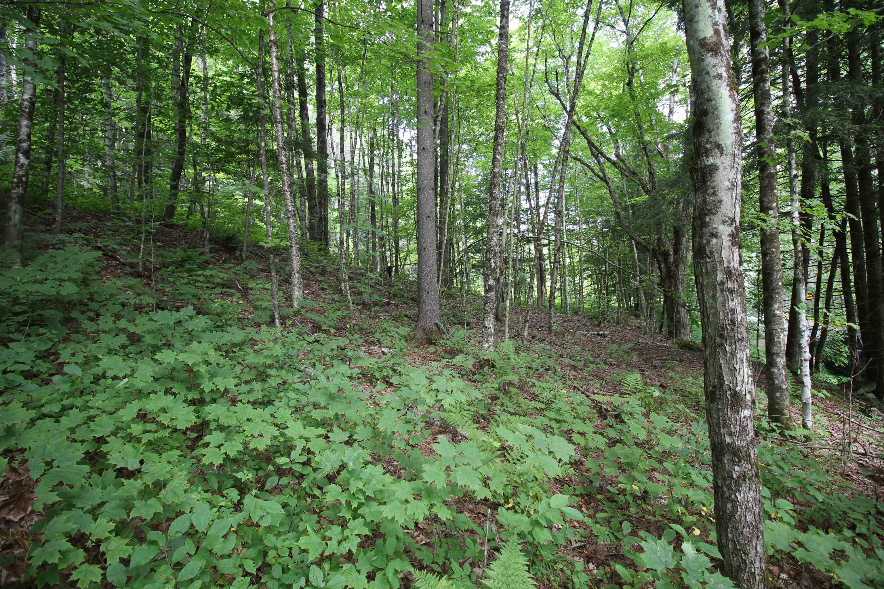 360 Liberty Hill Road Pittsfield, VT 05762 - Photo 21 of 36