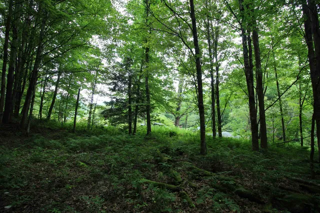 $80,000 | 360 Liberty Hill Road, Pittsfield, VT 05762