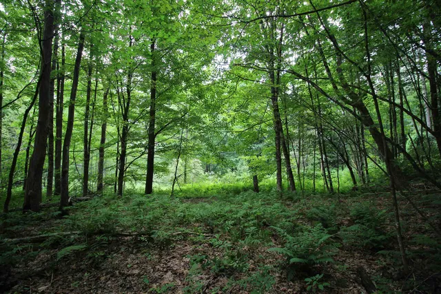 $80,000 | 360 Liberty Hill Road, Pittsfield, VT 05762