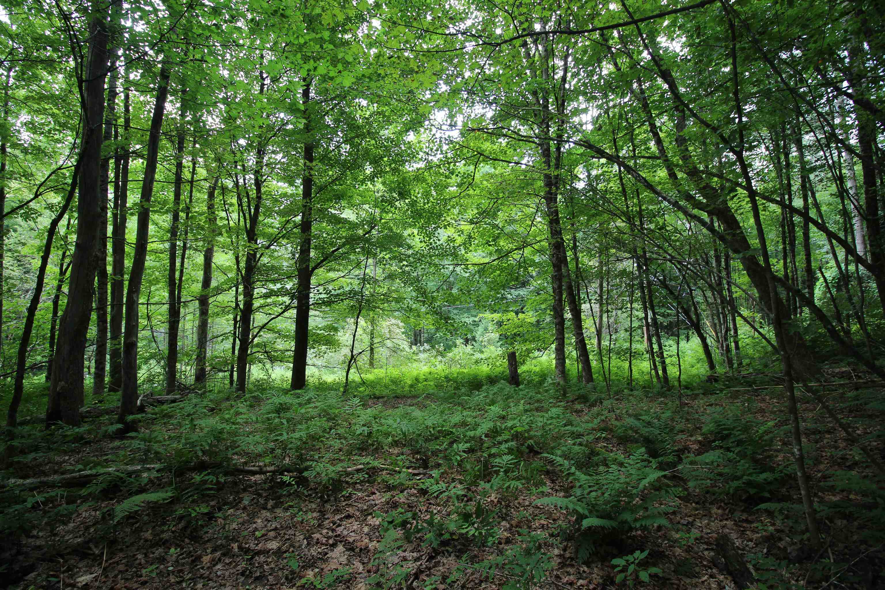 360 Liberty Hill Road Pittsfield, VT 05762 - Photo 5 of 36