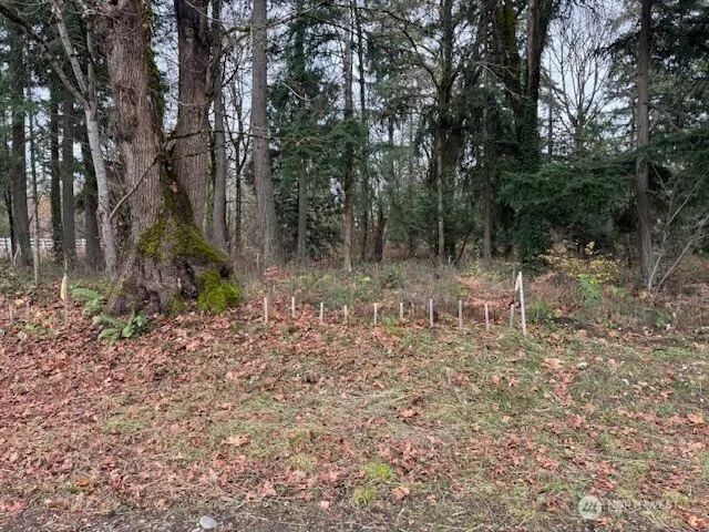 a view of a forest with trees in the background