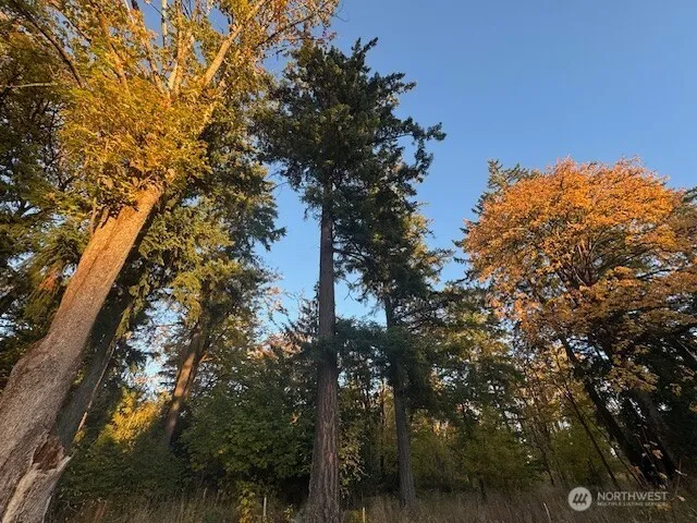 a view of outdoor space with trees