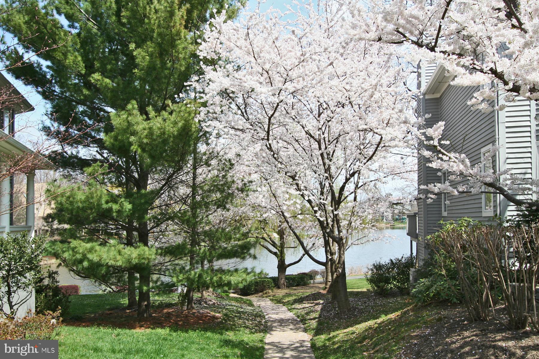 1583 Regatta Lane Reston, VA 20194 - Photo 29 of 30 Cherry trees in bloom on path to lake