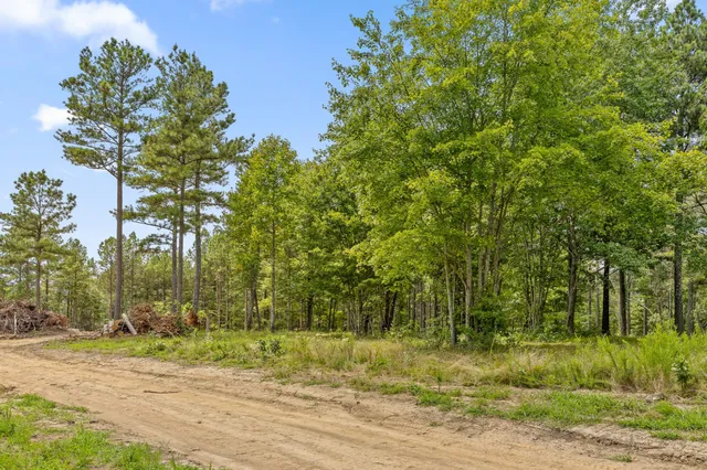 a view of a yard with large trees