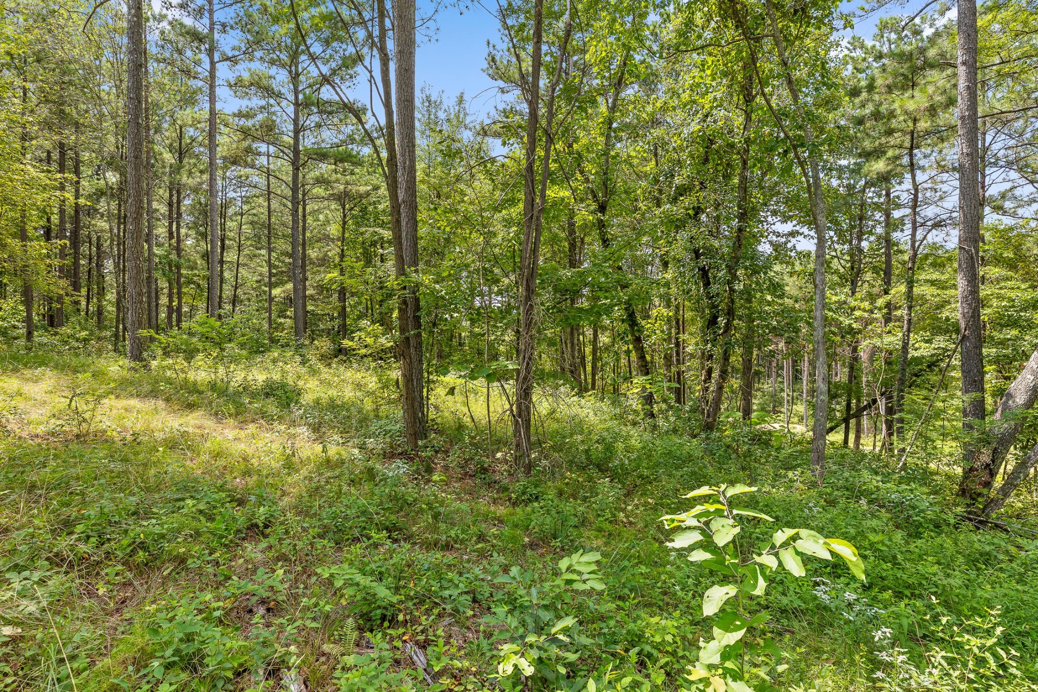 0 Whispering Way Guild, TN 37340 - Photo 17 of 39 a view of a garden
