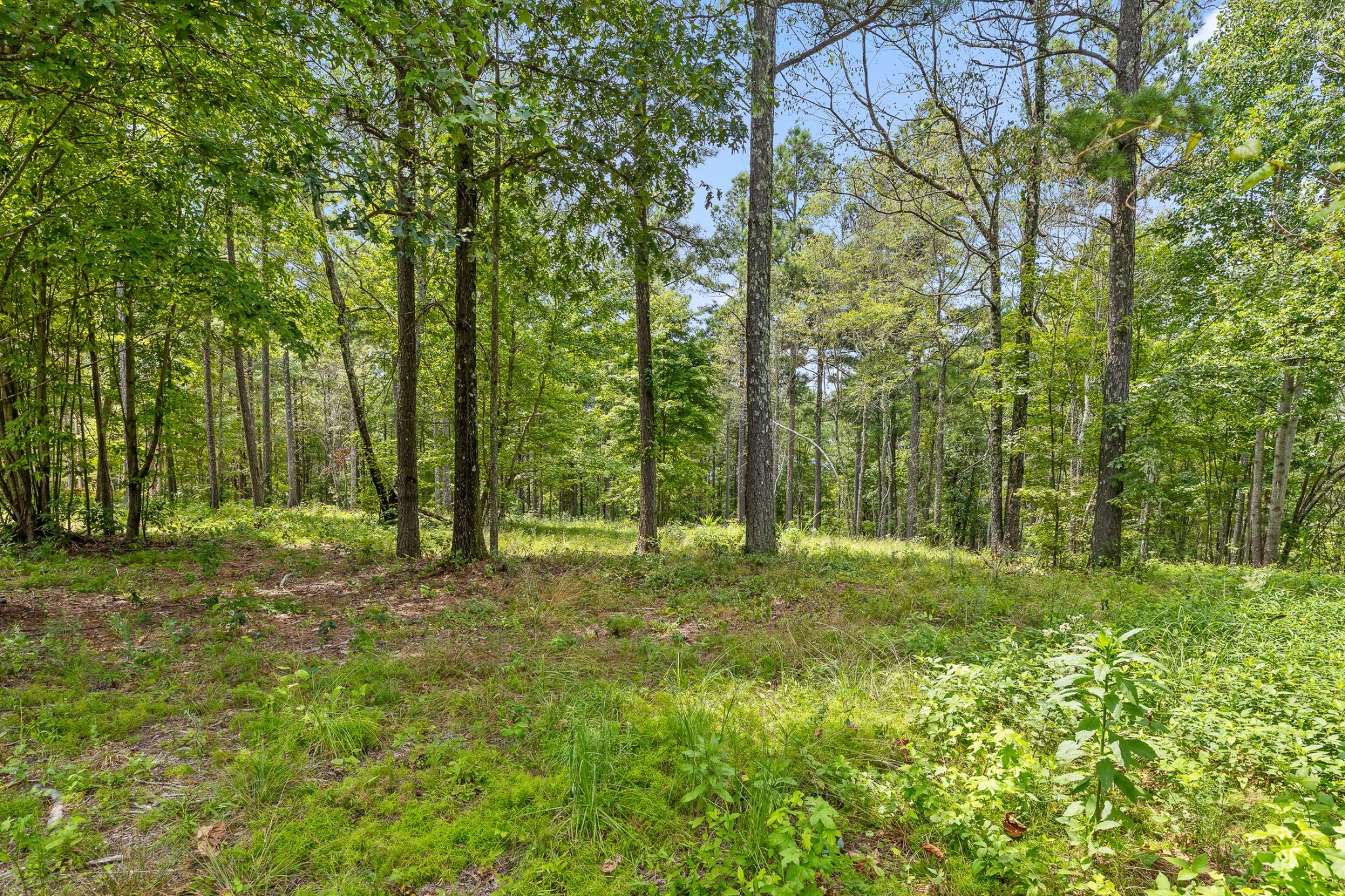 0 Whispering Way Guild, TN 37340 - Photo 18 of 39 a big yard with lots of green space and trees