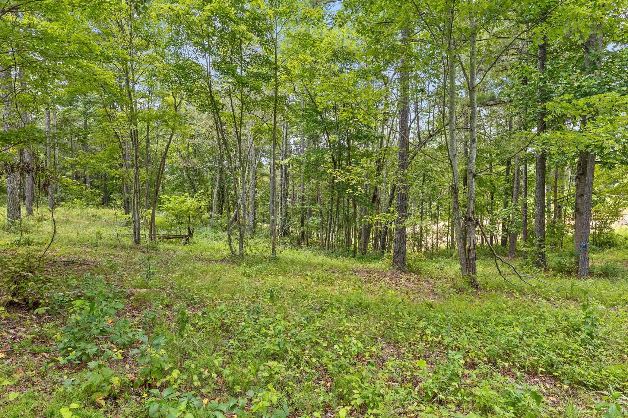 0 Whispering Way Guild, TN 37340 - Photo 20 of 39 a big yard with lots of green space and trees