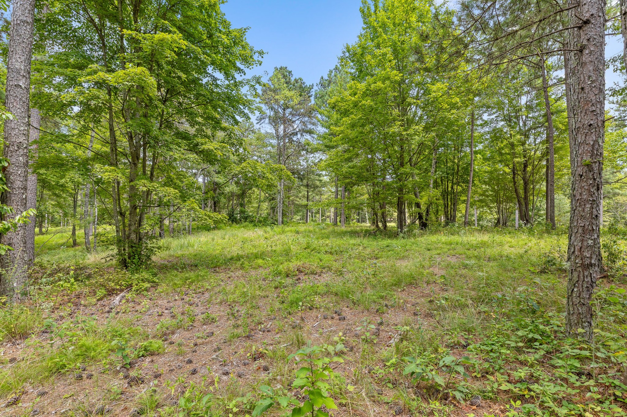 0 Whispering Way Guild, TN 37340 - Photo 21 of 39 a view of outdoor space with trees all around