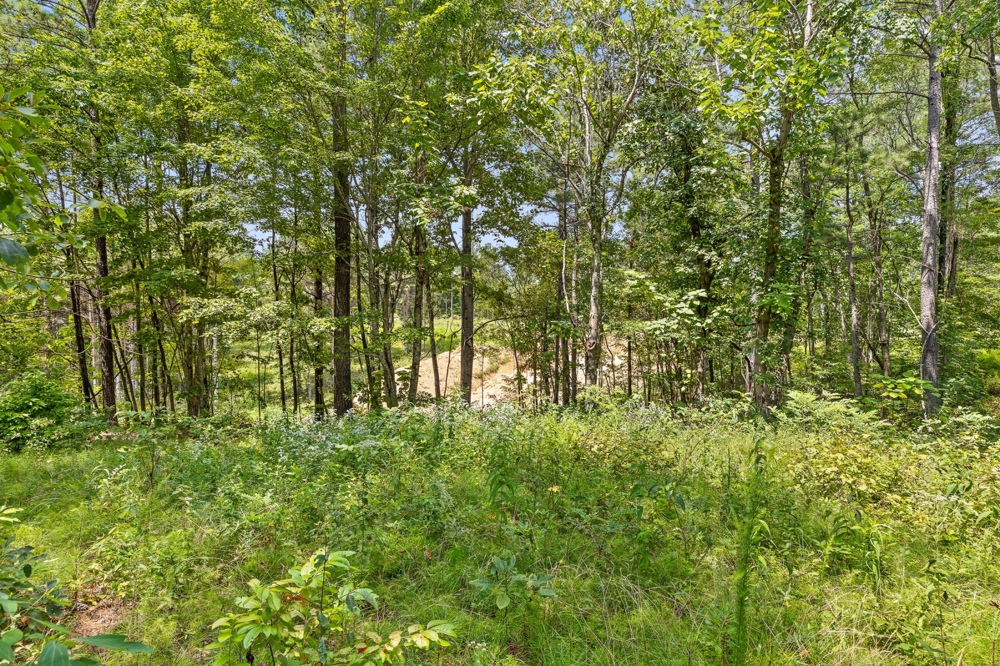 0 Whispering Way Guild, TN 37340 - Photo 25 of 39 a view of yard with green space