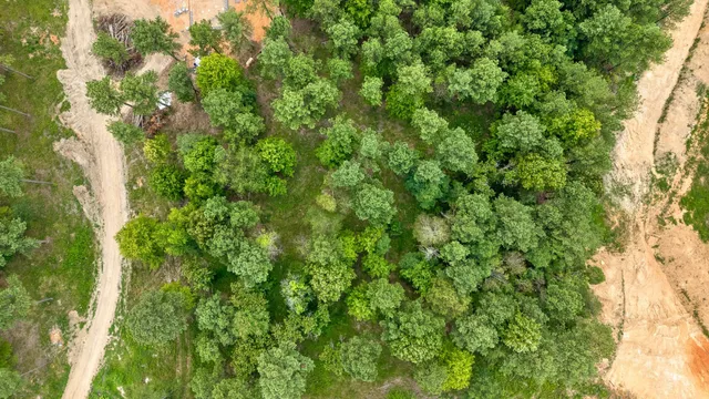 a view of a lush green forest with large trees
