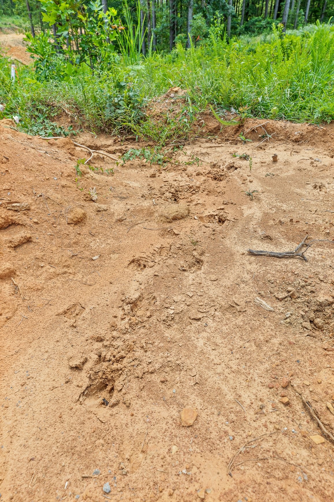 0 Whispering Way Guild, TN 37340 - Photo 39 of 39 a view of a yard with a tree