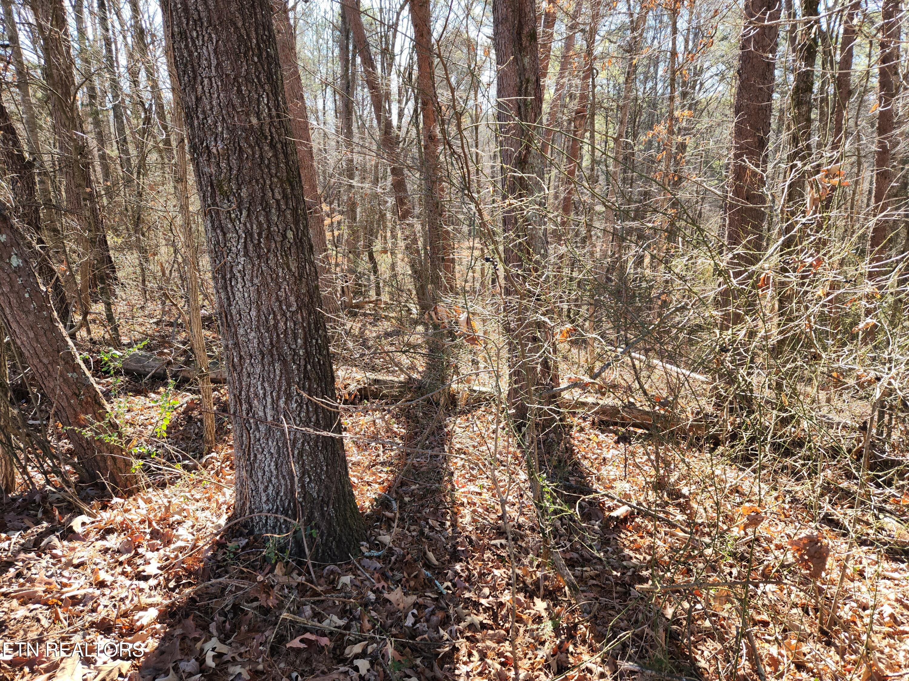 Creek Road Sweetwater, TN 37874 - Photo 3 of 8 20251215_123801
