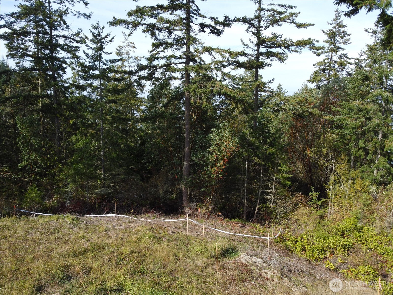 570 North Street Sequim, WA 98382 - Photo 13 of 16 a view of a yard with large trees