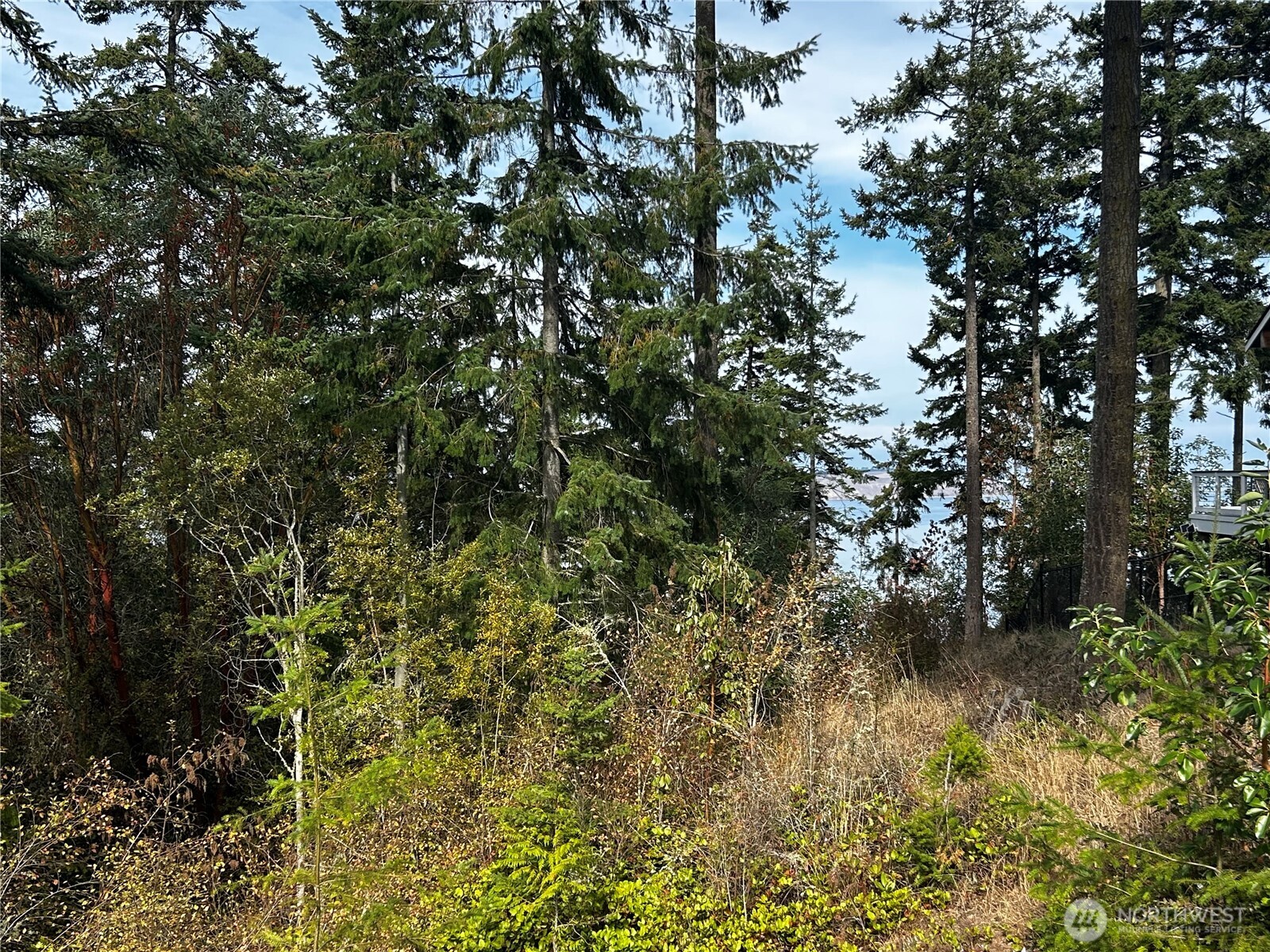 570 North Street Sequim, WA 98382 - Photo 15 of 16 a view of a tree in a garden