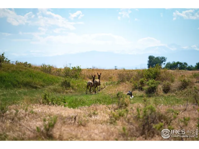 a view of a bunch of trees and bushes