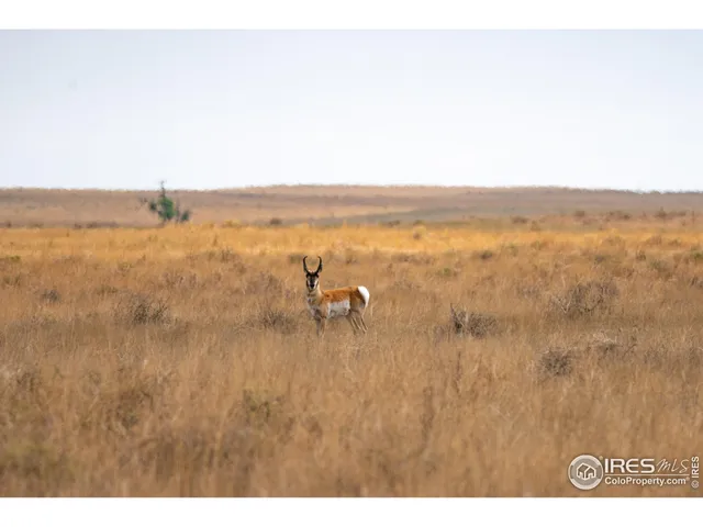 a backyard of a house with a yard and large tree
