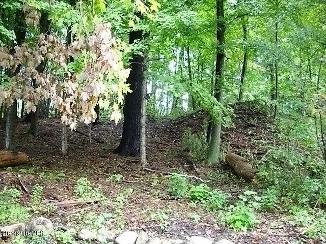 a view of a forest filled with trees